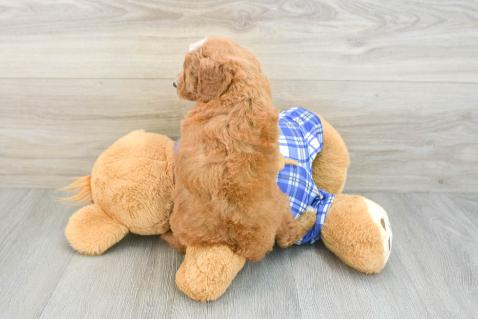 Happy Caniche Purebred Puppy