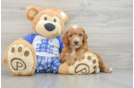 Small Poodle Baby