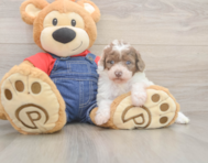 7 week old Poodle Puppy For Sale - Florida Fur Babies