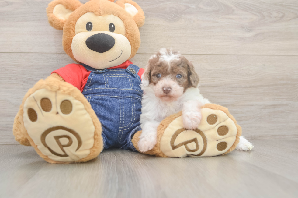 6 week old Poodle Puppy For Sale - Florida Fur Babies