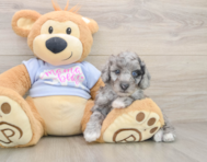 5 week old Poodle Puppy For Sale - Florida Fur Babies