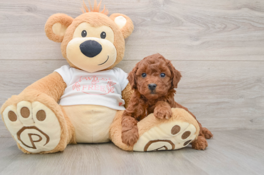 Playful Poodle Purebred Pup