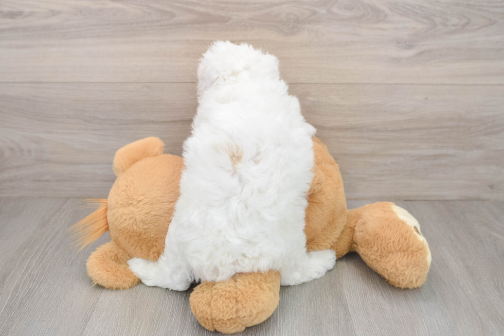 Poodle Pup Being Cute