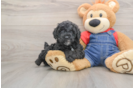 Sweet Caniche Purebred Puppy