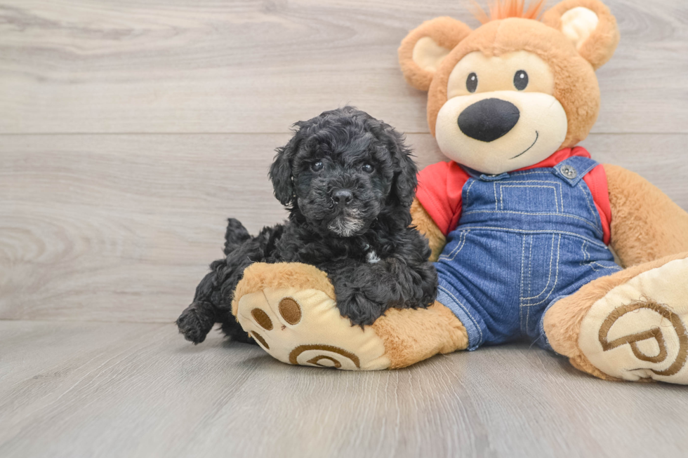 Sweet Caniche Purebred Puppy