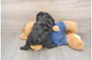 Poodle Puppy for Adoption