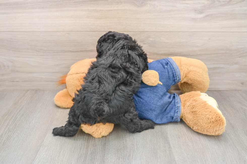 Poodle Puppy for Adoption