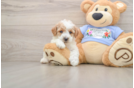 Poodle Puppy for Adoption