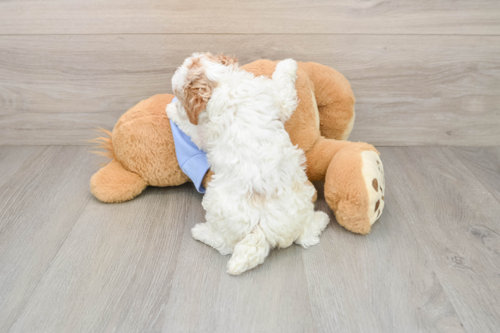 Smart Pudel Purebred Puppy