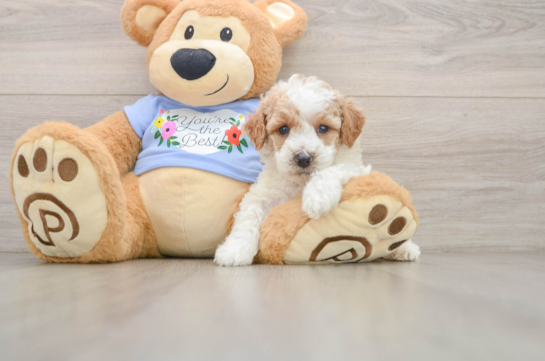 Playful Poodle Baby