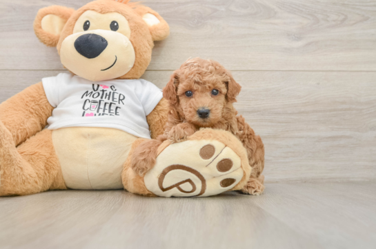 Poodle Pup Being Cute