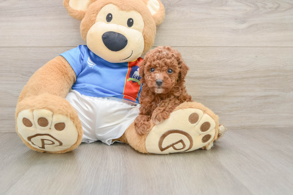 Poodle Puppy for Adoption