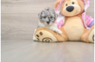 Best Poodle Baby