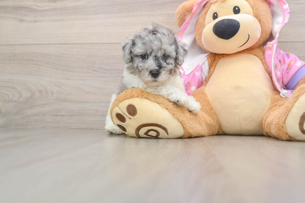 Best Poodle Baby