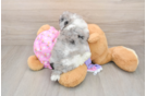 Poodle Puppy for Adoption