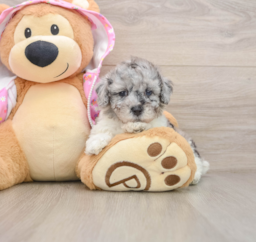 7 week old Poodle Puppy For Sale - Florida Fur Babies