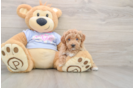 Poodle Puppy for Adoption