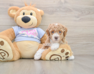 5 week old Poodle Puppy For Sale - Florida Fur Babies