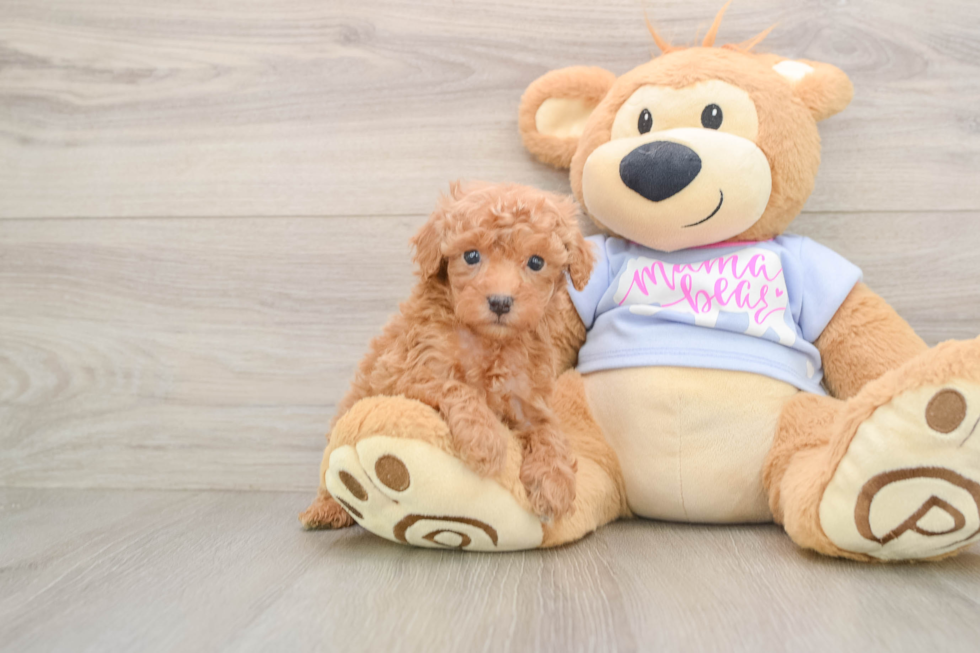 Cute Pudel Purebred Puppy