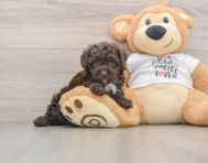 7 week old Poodle Puppy For Sale - Florida Fur Babies