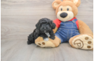 Poodle Puppy for Adoption