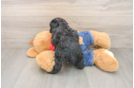 Playful Poodle Baby