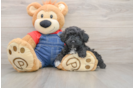 Happy Pudle Purebred Puppy
