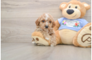 Small Poodle Purebred Pup