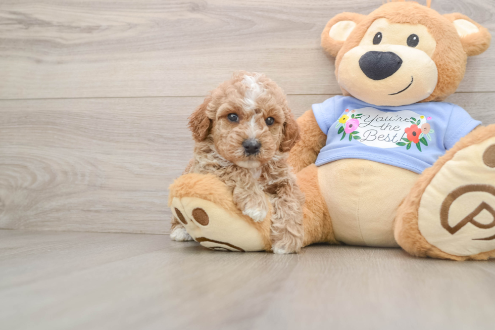 Small Poodle Purebred Pup
