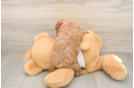 Akc Registered Poodle Baby