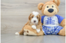 Best Poodle Baby