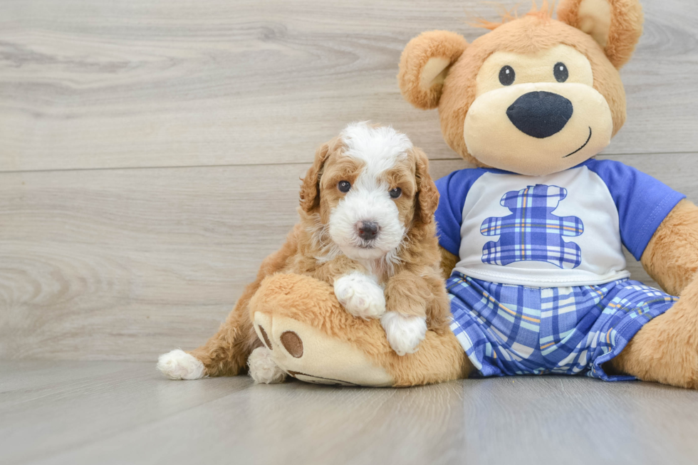 Best Poodle Baby