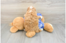Poodle Puppy for Adoption