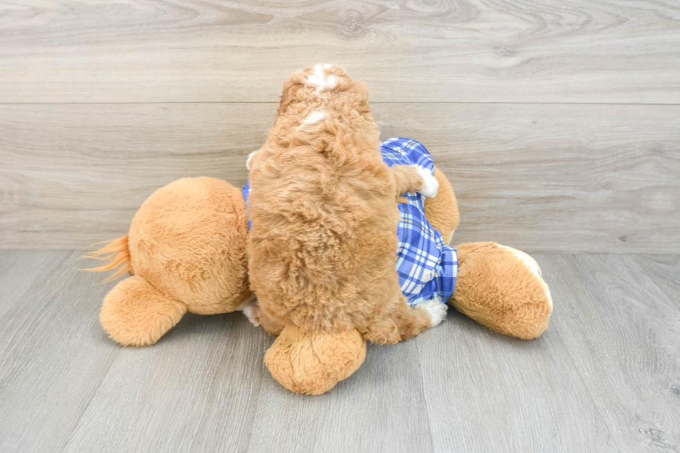 Poodle Puppy for Adoption