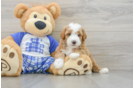 Poodle Pup Being Cute
