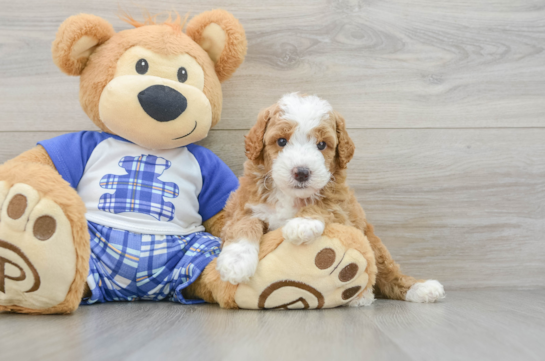 Poodle Pup Being Cute