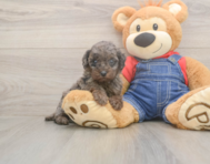 7 week old Poodle Puppy For Sale - Florida Fur Babies