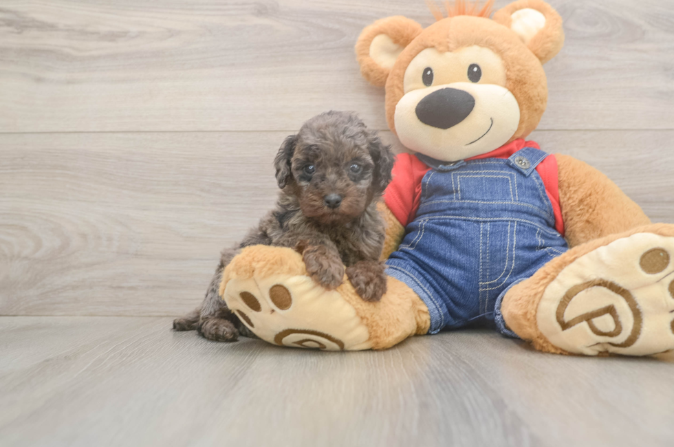 6 week old Poodle Puppy For Sale - Florida Fur Babies