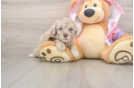 Hypoallergenic Poodle Purebred Pup