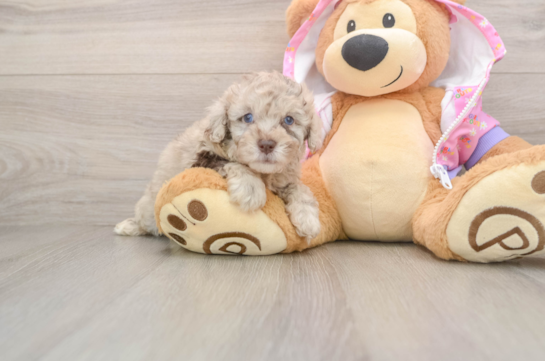 Hypoallergenic Poodle Purebred Pup