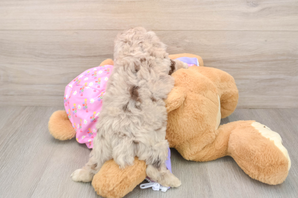 Poodle Pup Being Cute