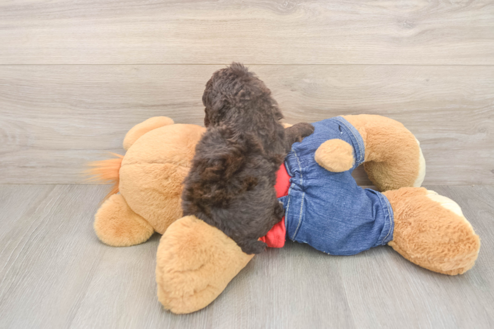 Akc Registered Poodle Purebred Pup