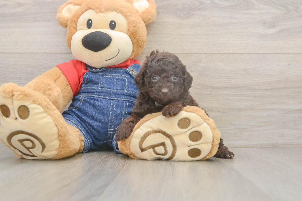 Poodle Pup Being Cute