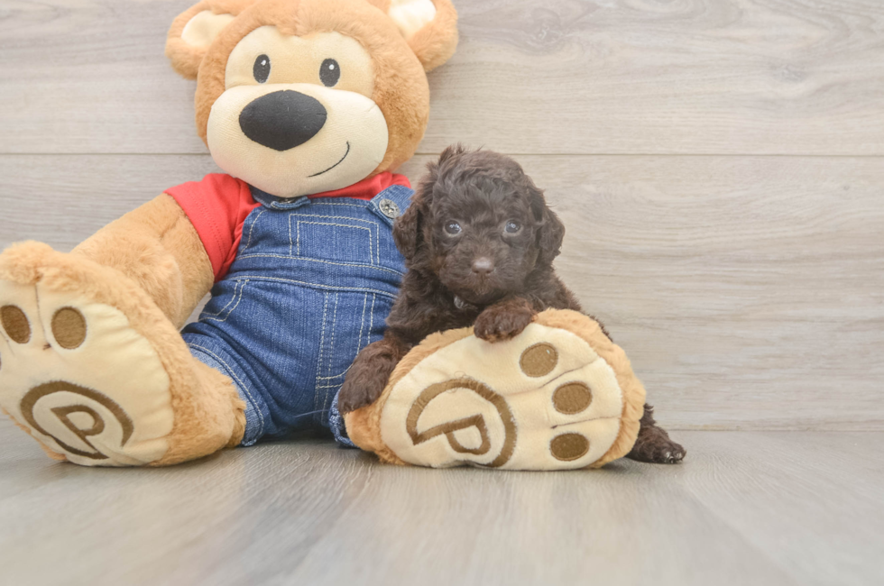 6 week old Poodle Puppy For Sale - Florida Fur Babies