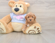 6 week old Poodle Puppy For Sale - Florida Fur Babies