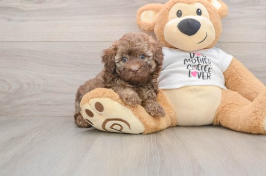 Smart Toy Poodle Purebred Puppy