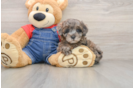 Popular Poodle Baby