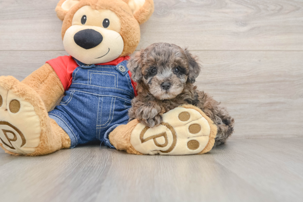 Popular Poodle Baby