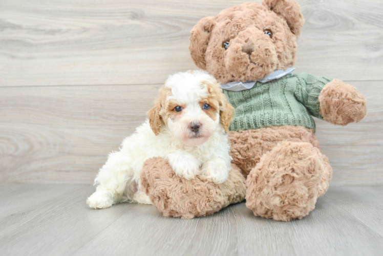 Sweet Pudle Purebred Puppy