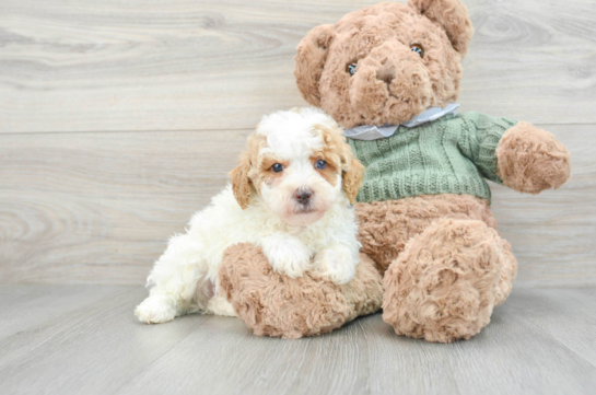Sweet Pudle Purebred Puppy